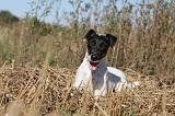 FOX TERRIER POIL LISSE 036